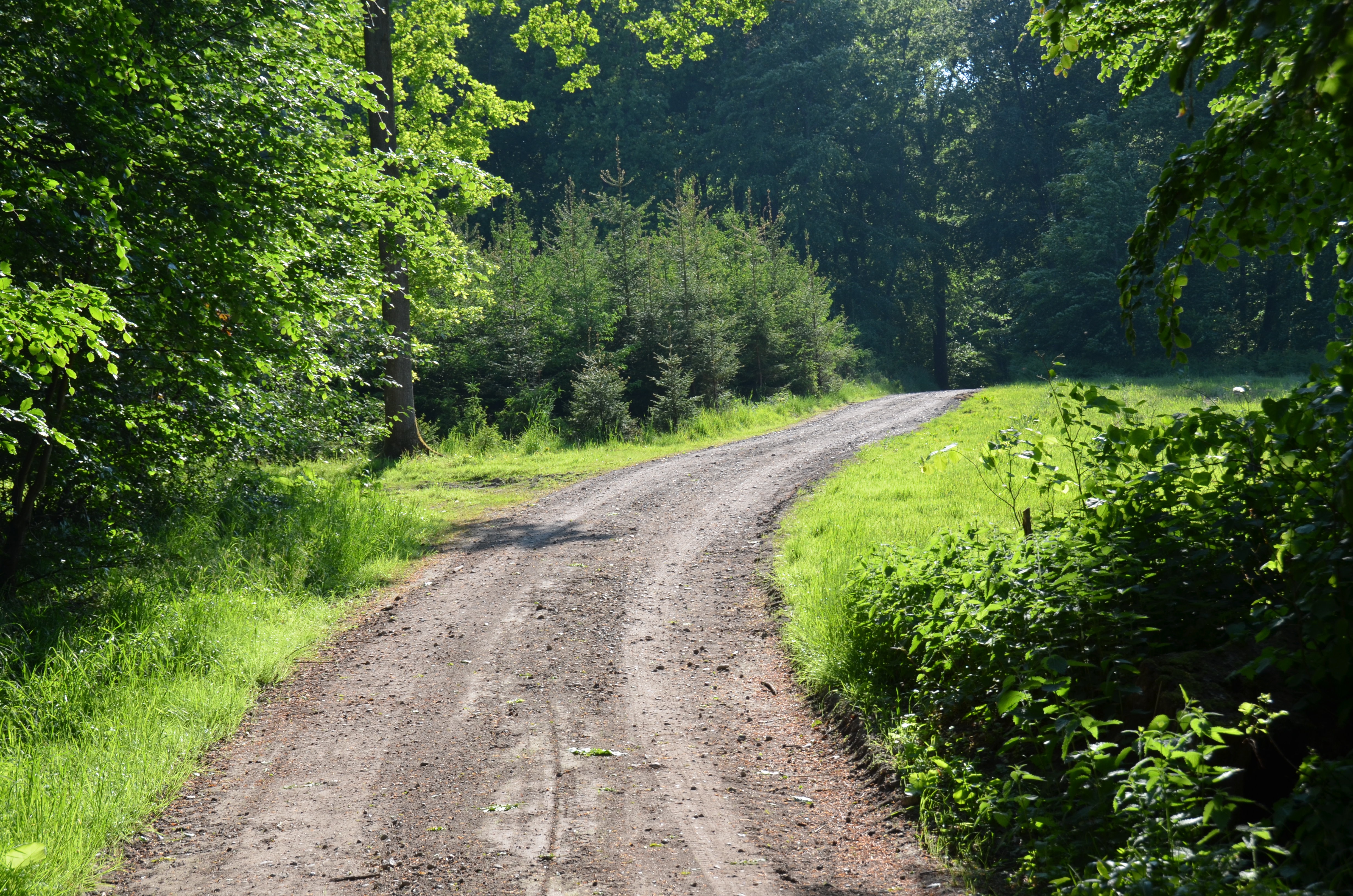 Skovsti på Ødemark Gods